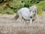 paarden 2022
